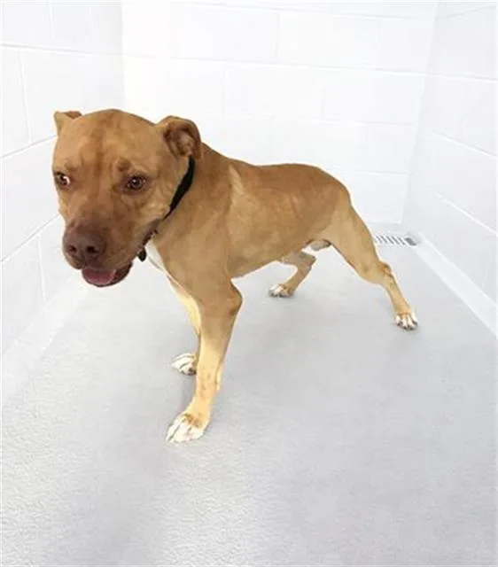 A young medium-sized male American Bulldog dog named Hunter for adoption in Winter Haven, FL