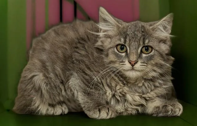 A baby medium-sized female Domestic Medium Hair cat named Bunko . for adoption in Cookeville, TN