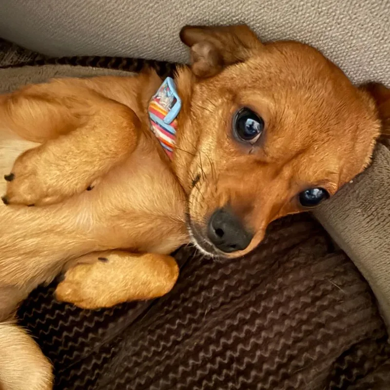 An adult small-sized female Red / Chestnut / Orange Chihuahua dog named Queso D for adoption in Minnetonka, MN