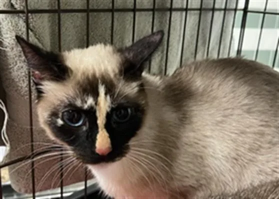 An adult small-sized female Siamese cat named Keroppi for adoption in Van Nuys, CA