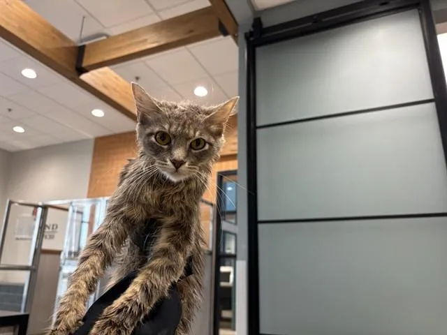 A young small-sized female Domestic Medium Hair cat named Kylie for adoption in Garland, TX
