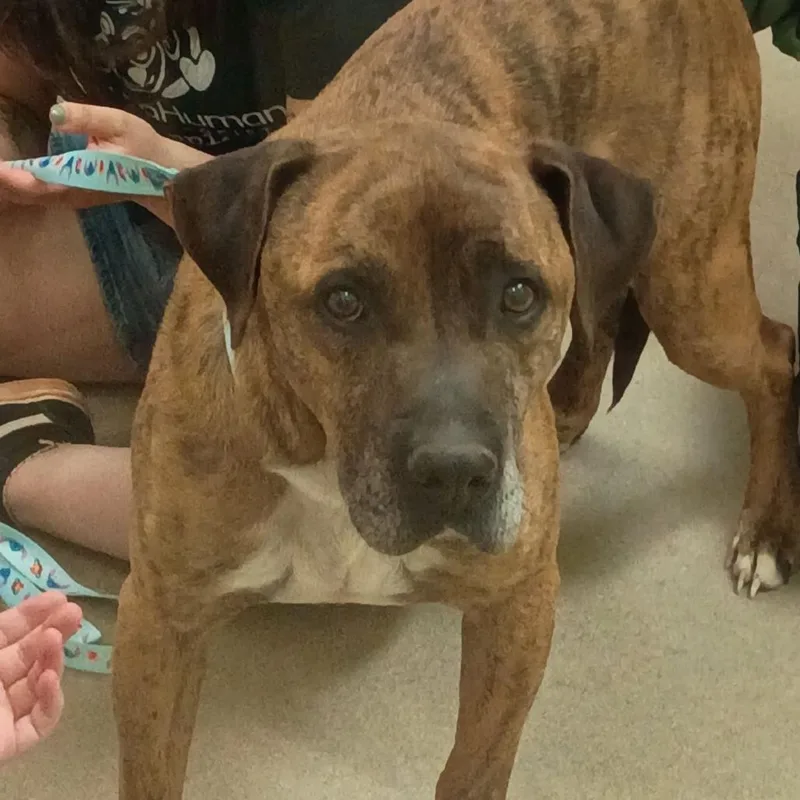 An adult large-sized male Brown / Chocolate Boxer dog named Motomoto for adoption in Lynchburg, VA