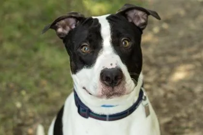An adult medium-sized male Mixed Breed dog named Aquaman for adoption in Hamilton, OH