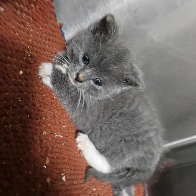 A baby small-sized male Gray / Blue / Silver Domestic Short Hair cat named Elliot for adoption in Pasadena , MD