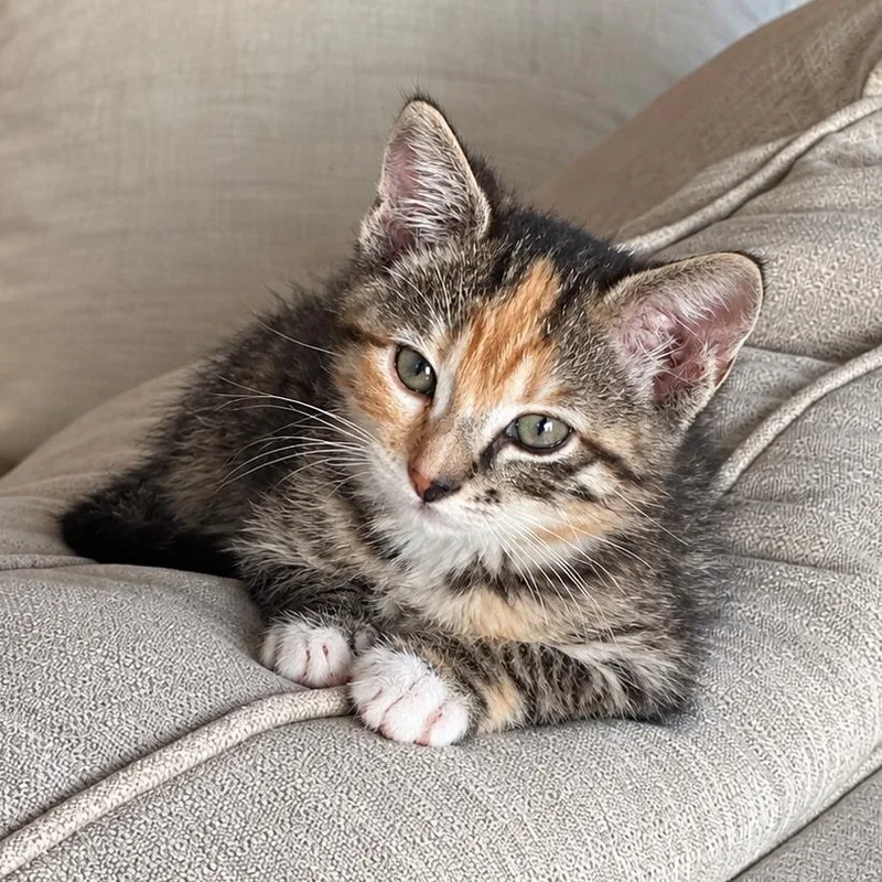 Cleo thumbnail 2
