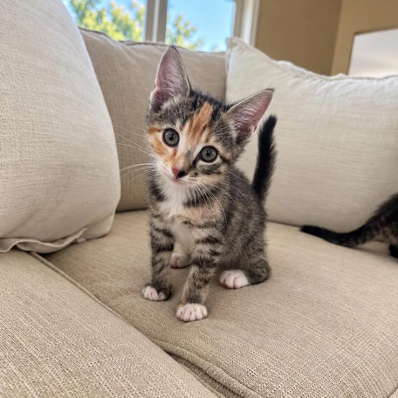 Cleo thumbnail 3