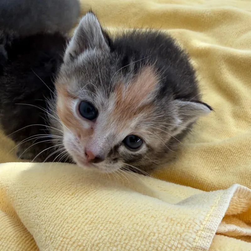 Cleo thumbnail 4