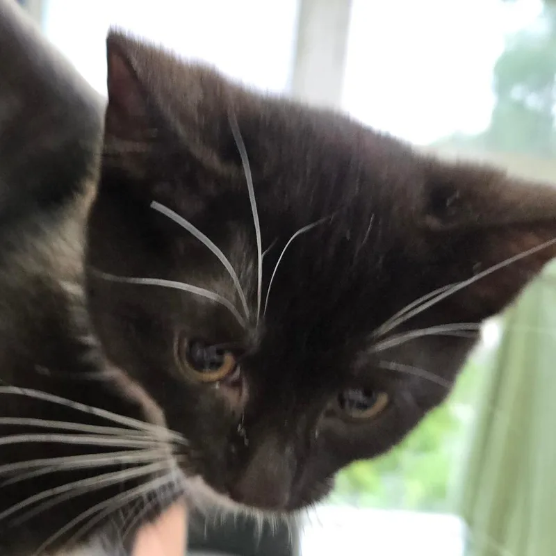 A baby small-sized female Black Domestic Short Hair cat named Fauna for adoption in Kennebunk, ME