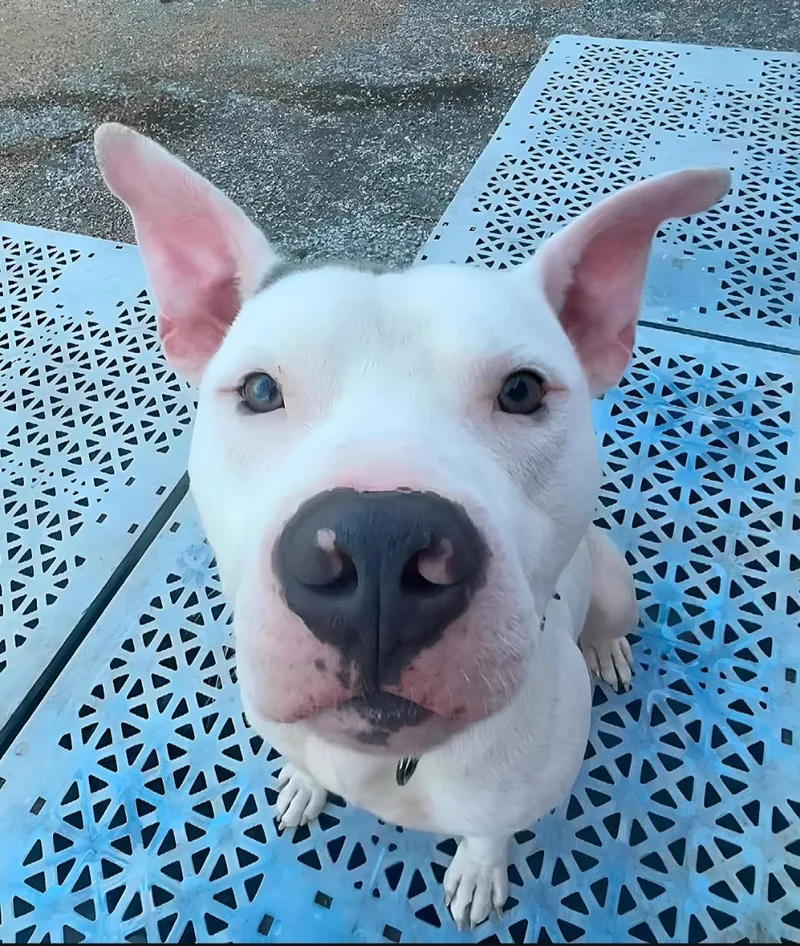 A young medium-sized male White / Cream Pit Bull Terrier dog named Stitch for adoption in Kansas City, MO