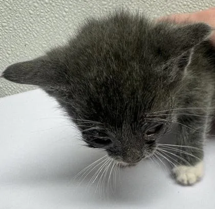 A baby small-sized female Domestic Short Hair cat named Sapphire for adoption in West Chester, PA