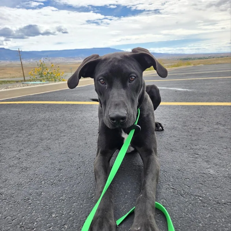 A young medium-sized female Black Labrador Retriever dog named Paisley for adoption in Grand Junction, CO