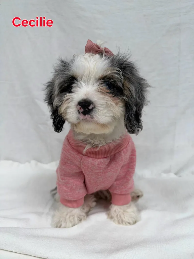 A baby small-sized female Cavapoo dog named Cecille for adoption in Ashland, OH