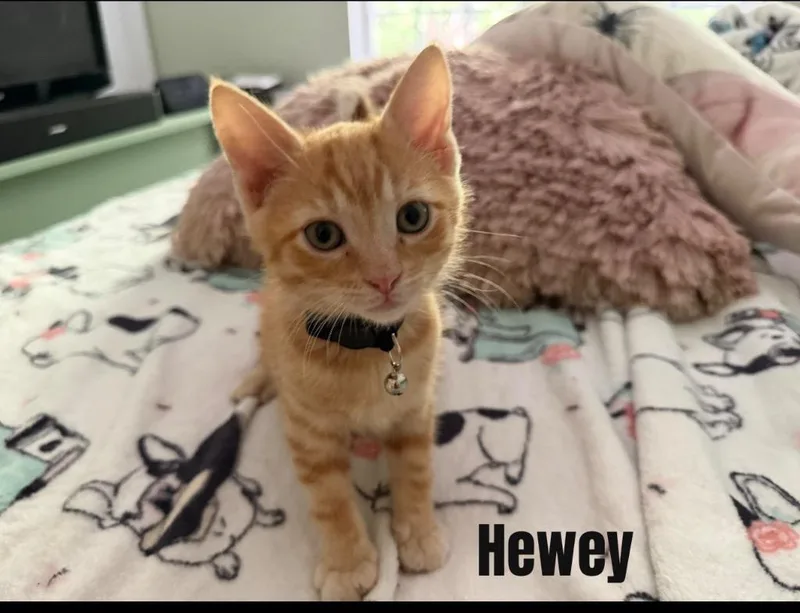 A baby small-sized male Domestic Short Hair cat named Hewey for adoption in Darien, GA