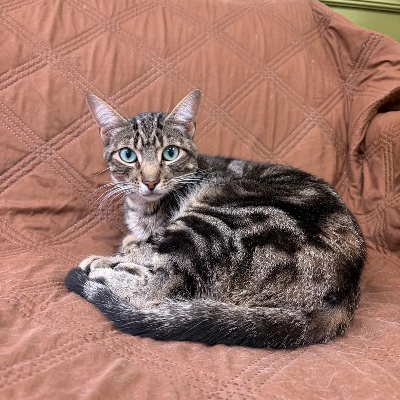 An adult medium-sized male Brown / Chocolate Domestic Short Hair cat named Ashley "Ashy Slashy" El for adoption in Normal, IL