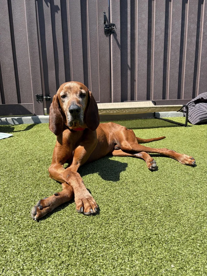 A senior large-sized male Red / Chestnut / Orange Bloodhound dog named Flint for adoption in Mount Juliet, TN
