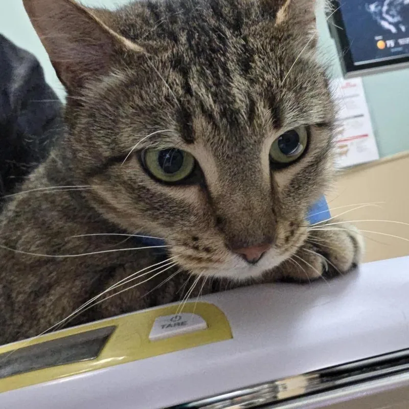 A senior large-sized male Brown / Chocolate Domestic Short Hair cat named Notebook for adoption in Tacoma, WA