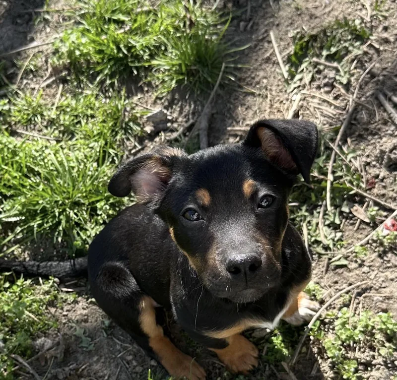 Sam I Am thumbnail 2