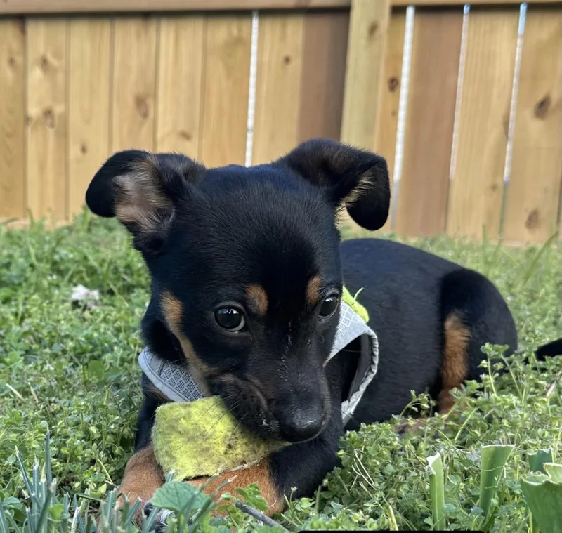 Sam I Am thumbnail 3