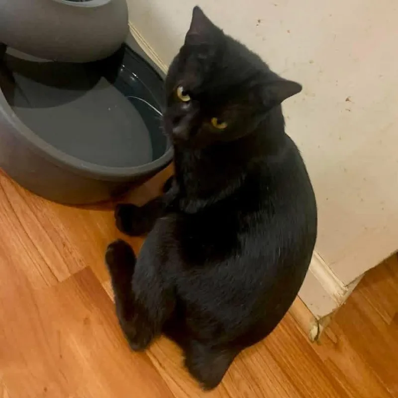 A young medium-sized female Black Domestic Short Hair cat named Bo Peep for adoption in Charlottesville, VA