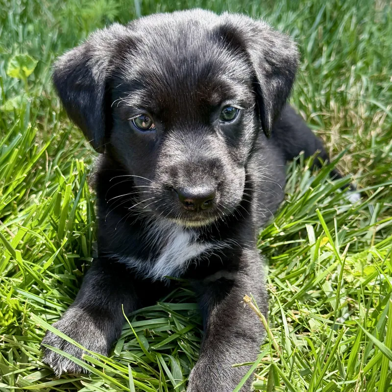A baby large-sized female Black Labrador Retriever dog named Maisee 'puddle' for adoption in Thompson's Station, TN