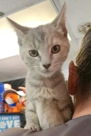 A young small-sized female Dilute Calico cat named Tessa for adoption in North Myrtle Beach, SC