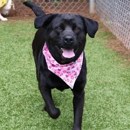 A young medium-sized female Labrador Retriever dog named Jelly for adoption in Danbury, CT