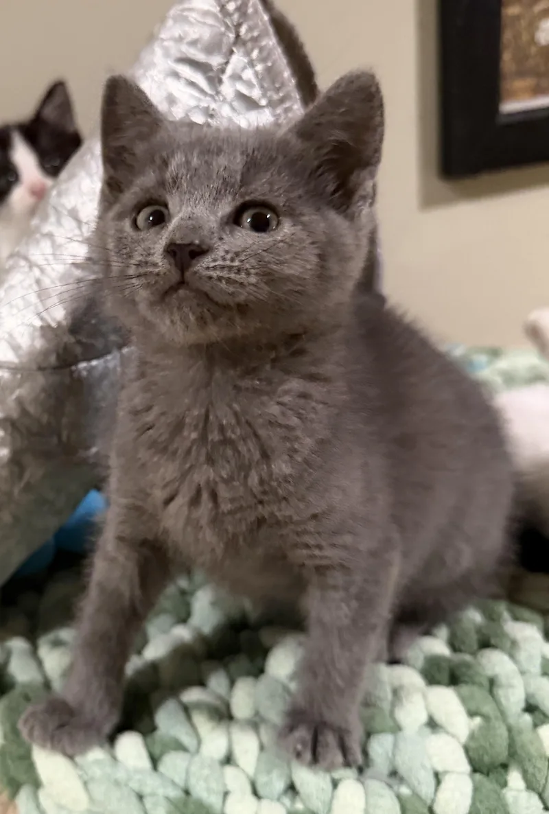 A baby medium-sized female Gray / Blue / Silver Domestic Short Hair cat named Macy for adoption in East Hanover, NJ