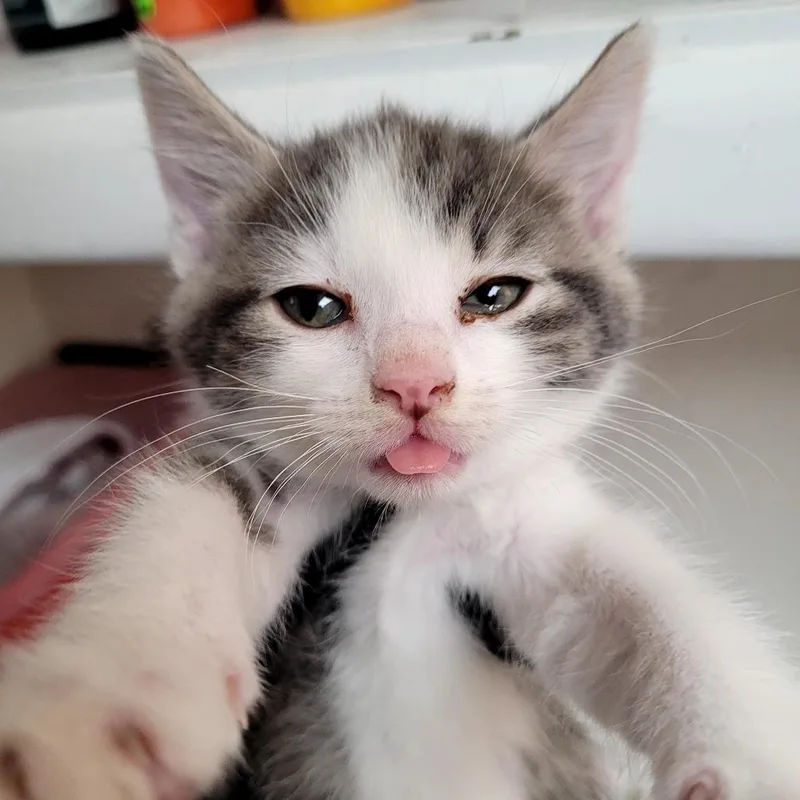 A baby small-sized female Domestic Short Hair cat named Raven for adoption in Allyn, WA