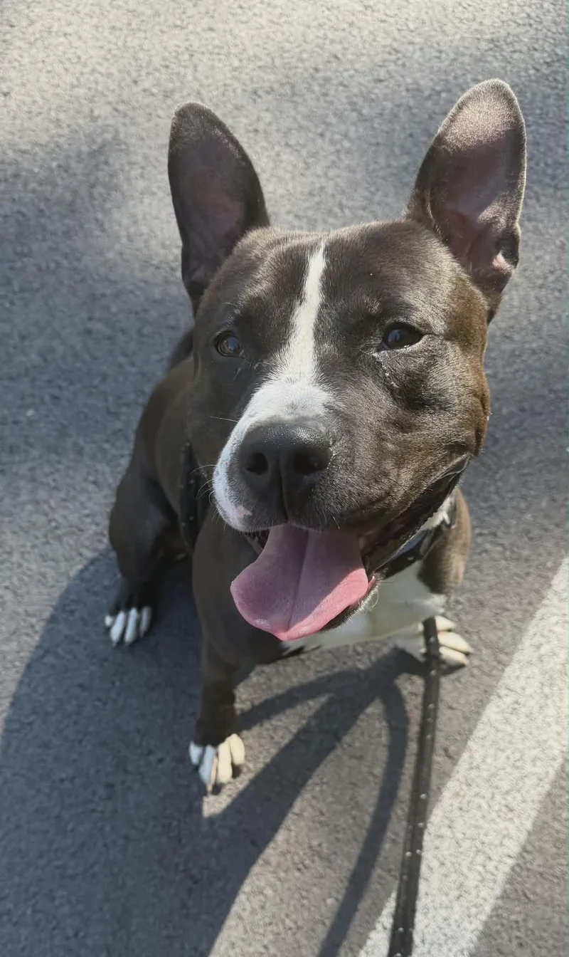 A young large-sized male Terrier dog named Jarvis for adoption in North Syracuse, NY