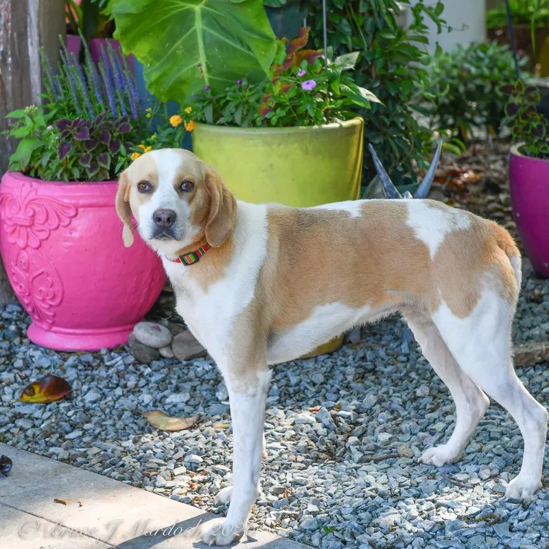 An adult medium-sized male Yellow / Tan / Blond / Fawn Hound dog named Hastings for adoption in Wake Forest, NC