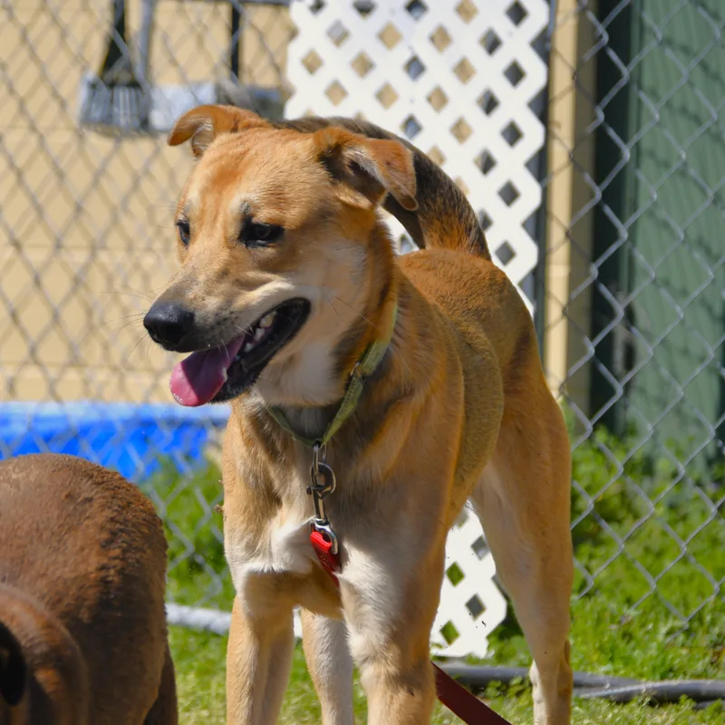 An adult medium-sized male Apricot / Beige Labrador Retriever dog named Ajax for adoption in Defuniak Springs, FL