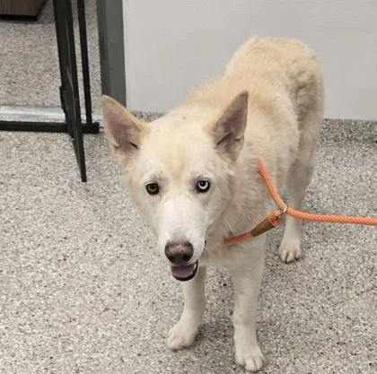 An adult large-sized male Siberian Husky dog named Alpha for adoption in Gastonia, NC