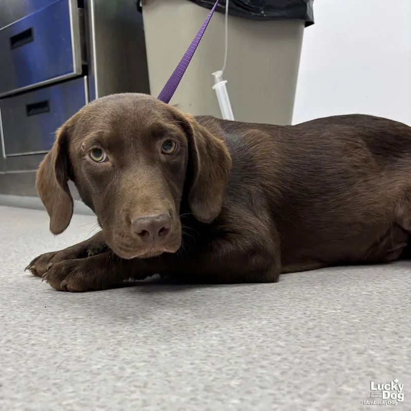 A baby large-sized male Labrador Retriever dog named Spud for adoption in Washington, DC