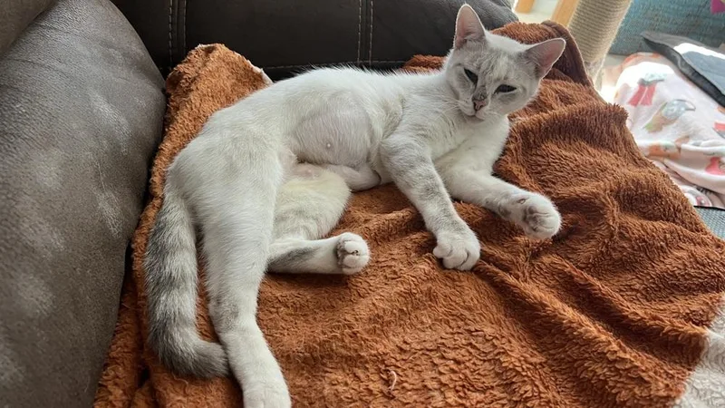 A young small-sized female Siamese cat named Chanel for adoption in Austin, TX