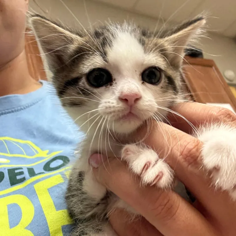 A baby small-sized male Gray / Blue / Silver Domestic Short Hair cat named Tofu  U for adoption in Tupelo, MS