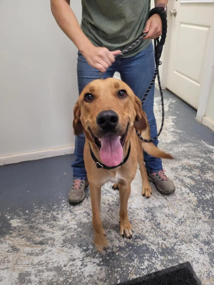 An adult medium-sized male Brown / Chocolate Hound dog named Bo for adoption in Linton, IN