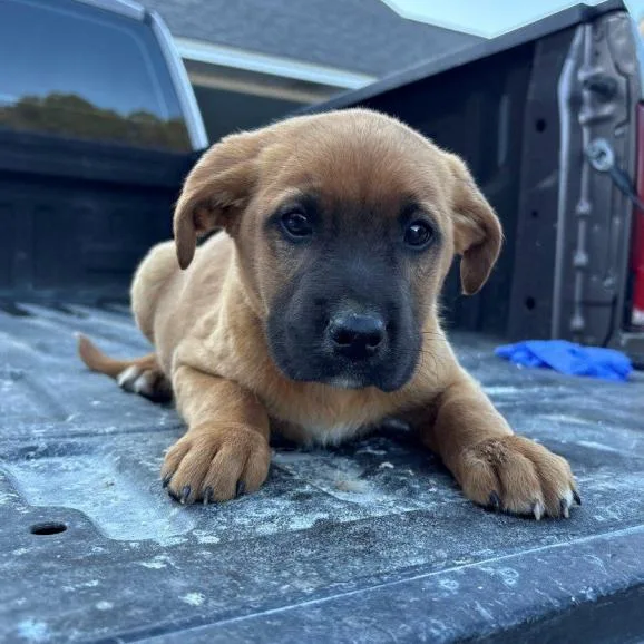 A baby small-sized male Yellow / Tan / Blond / Fawn Mixed Breed dog named Sirius for adoption in Briarcliff Manor, NY