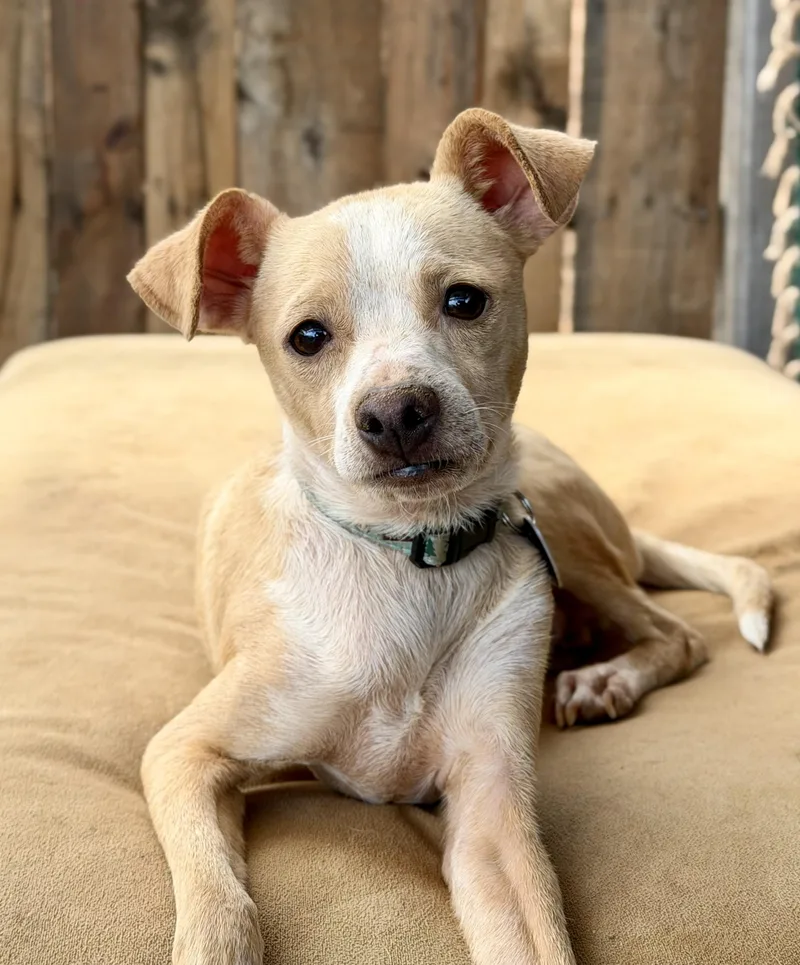 A young small-sized male Mixed Breed dog named Frito for adoption in Los Angeles, CA