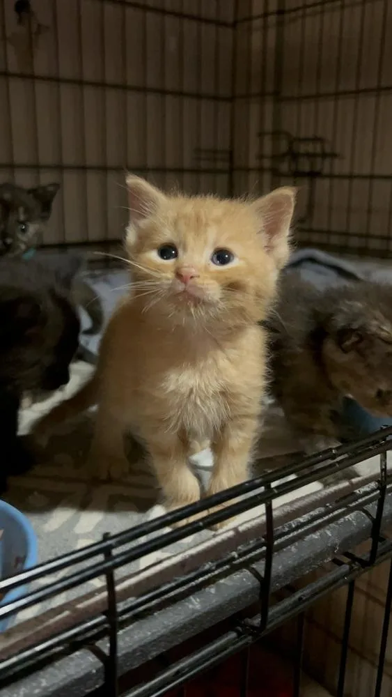 A baby small-sized male Domestic Short Hair cat named Rogan Ro. for adoption in Peoria, IL