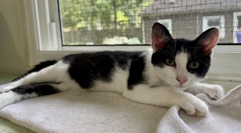 A baby medium-sized male Black & White / Tuxedo Domestic Short Hair cat named Buehler for adoption in Ashland, OH