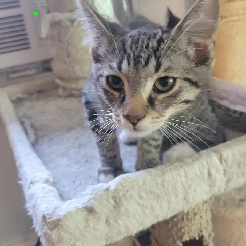 A baby small-sized male Domestic Short Hair cat named Howard for adoption in Portage, MI