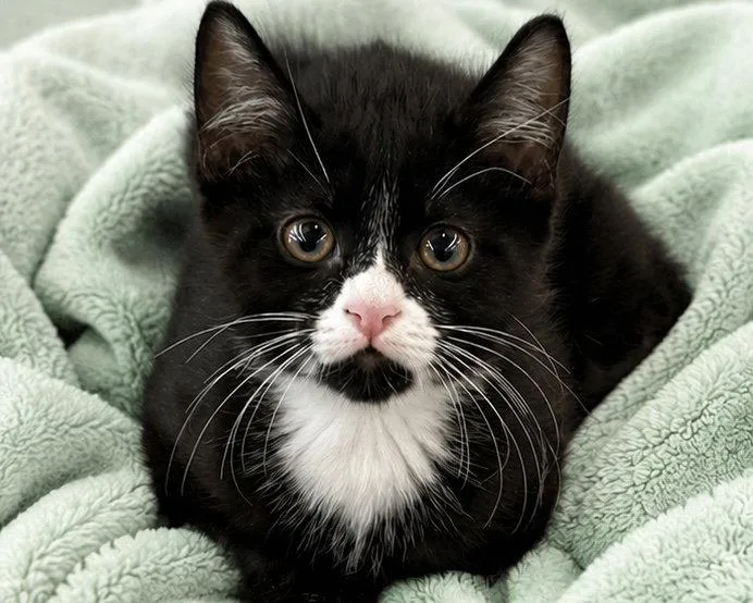 A baby medium-sized male Domestic Short Hair cat named Gorp for adoption in Antioch, CA