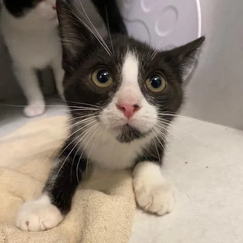 A baby small-sized male Black Domestic Short Hair cat named Caterpie for adoption in Dayton, OH