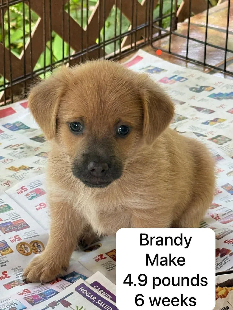 Brandy thumbnail 3