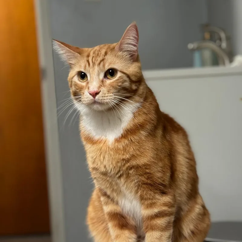 An adult small-sized male Orange / Red American Shorthair cat named Sunny for adoption in San Pablo, CA
