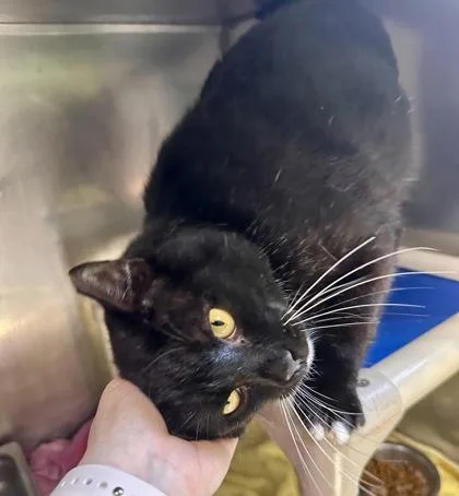 Gravedigger thumbnail 2