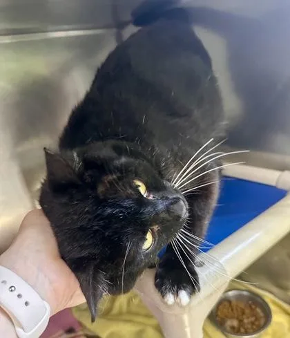 Gravedigger thumbnail 3