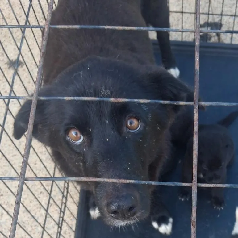 An adult medium-sized female Black Mixed Breed dog named Joy for adoption in Corinth, MS