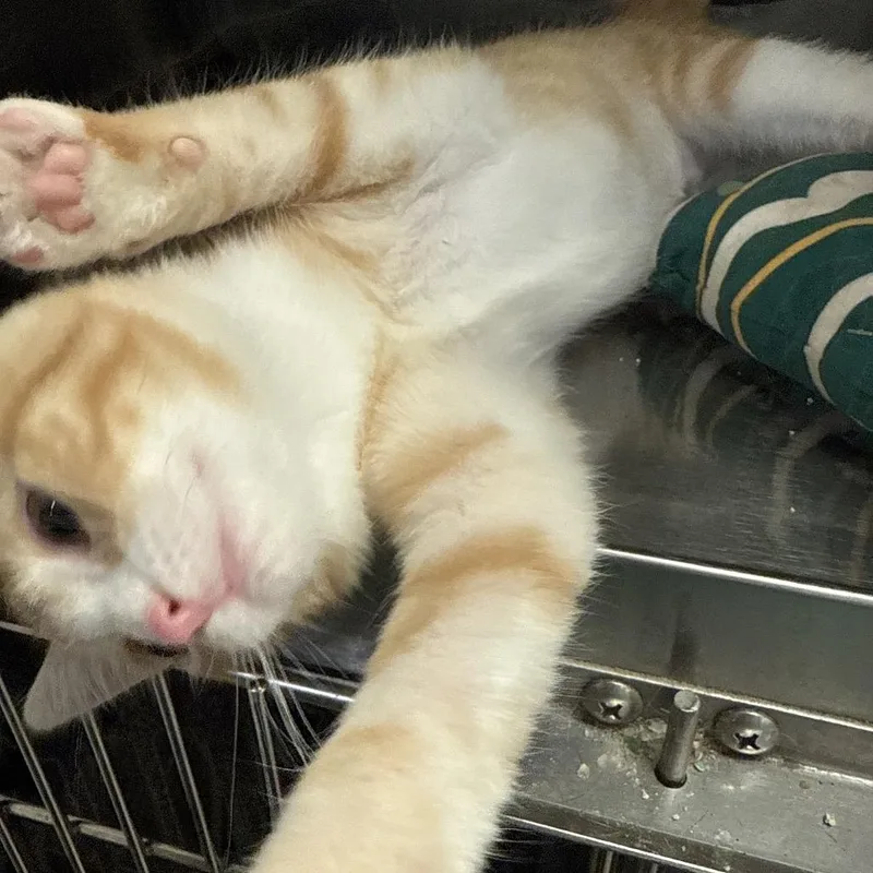 A baby small-sized female Orange / Red Domestic Short Hair cat named Yasmine for adoption in Hagerstown, MD