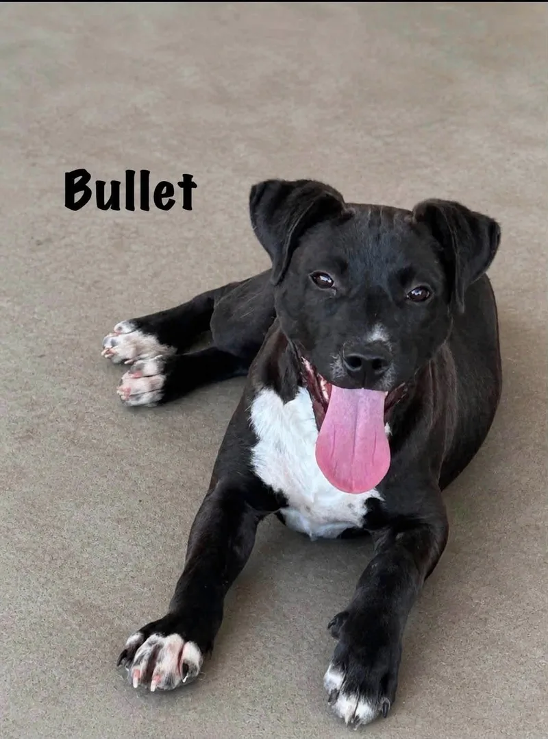 A young medium-sized male Black Pit Bull Terrier dog named Bullet for adoption in Senatobia, MS